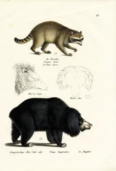 Waschbär, 1824